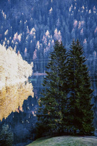 Pine trees by lake in forest during winter