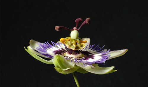 Close-up of purple flower against black background