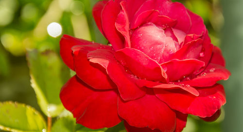 Close-up of red rose flower in park