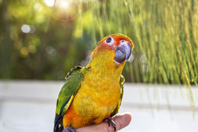 Beautiful birds on the fingers. parrot on the finger, parrot sun conure on hand. 
