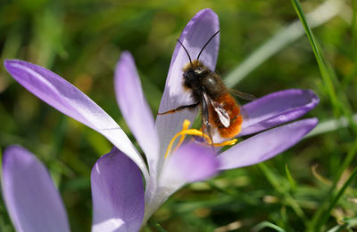 Close-up of bee pollinating on purple flower