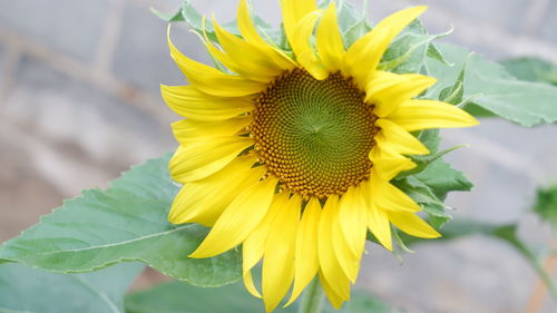 Close-up of yellow sunflower