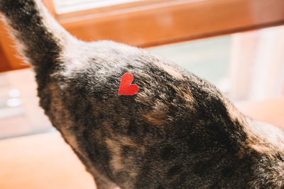 Close-up of a dog looking away