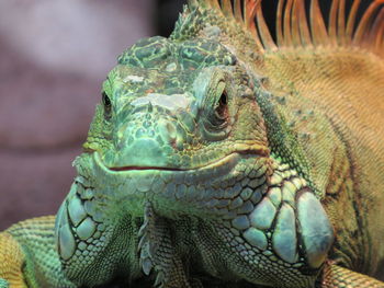 Close-up of iguana looking at camera