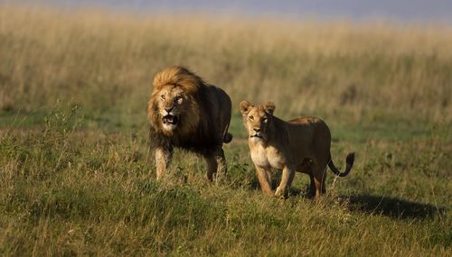 Lioness running on field