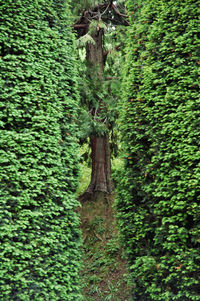 Trees growing in field