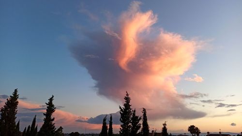 Low angle view of silhouette trees against sky during sunset