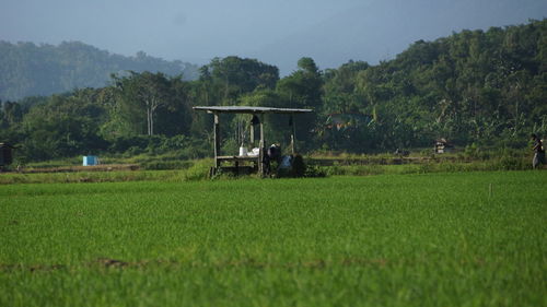 Scenic view of agricultural field