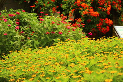 Close-up of red flowering plants