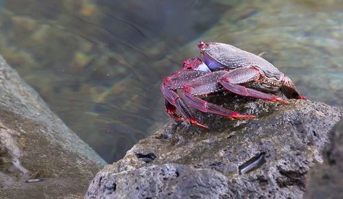 High angle view of a turtle on rock