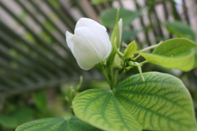 Close-up of white flowering plant