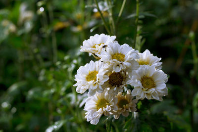 Close-up of white flowering plant