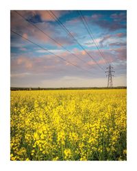 Scenic view of oilseed rape field against sky