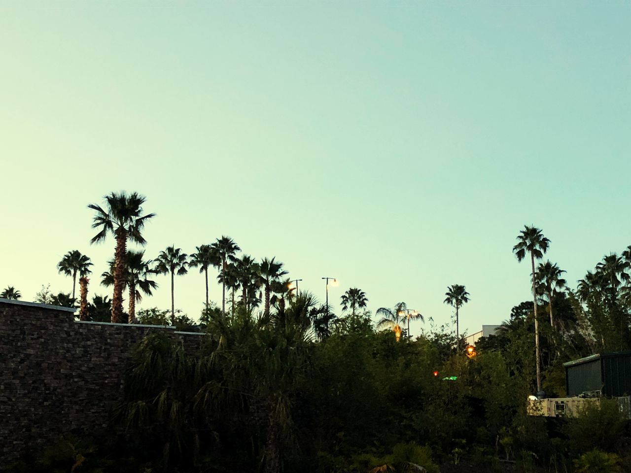 palm tree, tree, clear sky, growth, outdoors, nature, no people, sky, day, beauty in nature