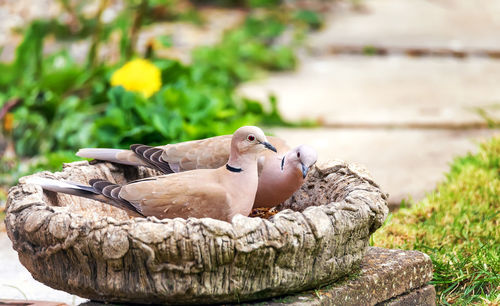 Close-up of a duck