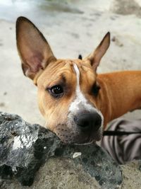 Close-up portrait of dog