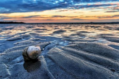 Close-up of shell on beach against sky during sunset