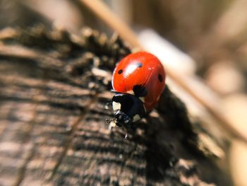 Close-up of red ladybug on sunny day