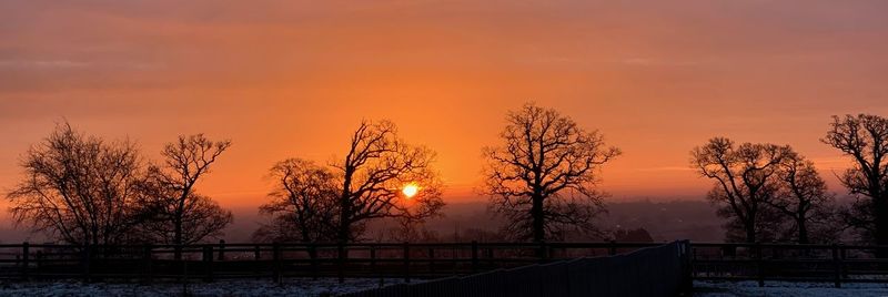 Silhouette trees and plants against sky during sunset