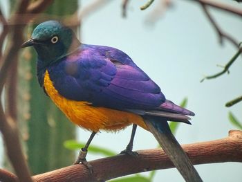 Close-up of a bird perching on branch