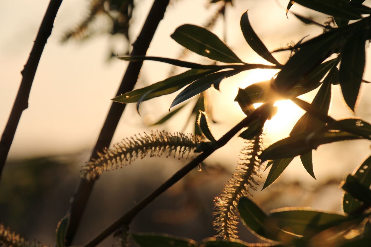 close-up, focus on foreground, sun, nature, plant, sunlight, growth, leaf, branch, sunset, beauty in nature, outdoors, animal themes, tranquility, twig, day, no people, one animal, selective focus, tree