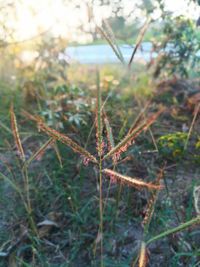 Close-up of plant growing on field