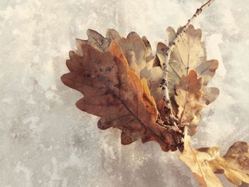 Close-up of maple leaf during autumn