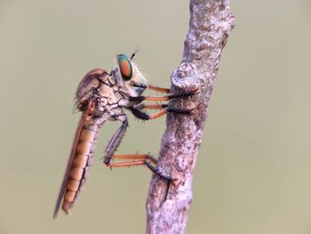 Close-up of dragonfly on plant