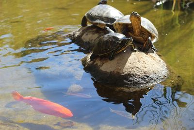 High angle view of duck swimming in lake