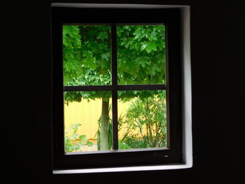 Trees seen through window