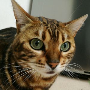 Close-up portrait of cat