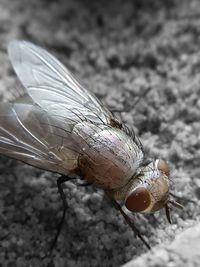 Close-up of insect