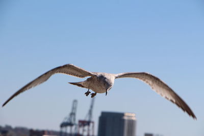 Low angle view of seagull flying against clear blue sky