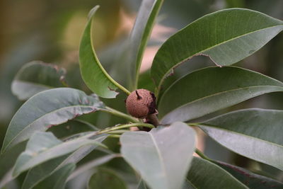 Close-up of berries on plant