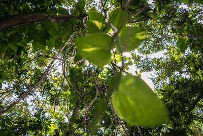 Low angle view of trees