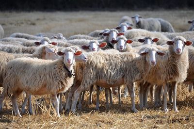 Sheep in a field