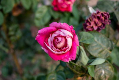 Close-up of pink rose