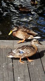 High angle view of ducks swimming on lake