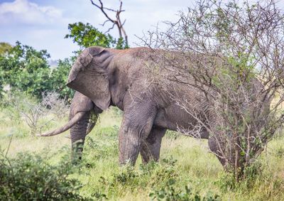 Side view of elephant on land against sky