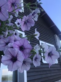 Close-up of purple flowering plants