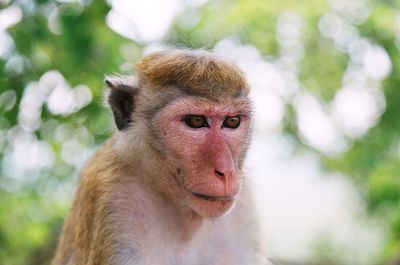 Close-up of monkey