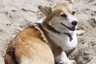 Side view of a dog on sand