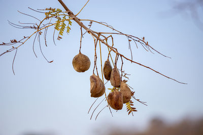 Low angle view of dry plant against sky