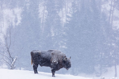 View of an animal on snow covered land