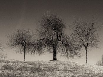 Bare trees on field during winter