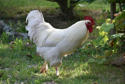 Close-up of a bird on field