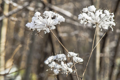 Close-up of white flowering plant