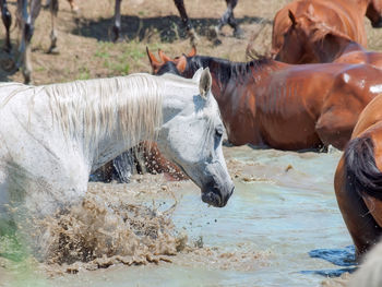 Horses standing in lake