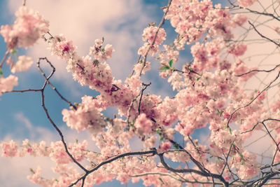 Low angle view of pink flowers on tree