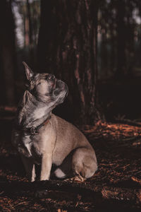 Dog standing in forest